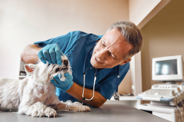 Best Dental Abscess Treatment in Antelope, CA